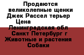 Продаются великолепные щенки Джек-Рассел терьер › Цена ­ 25000-30000 - Ленинградская обл., Санкт-Петербург г. Животные и растения » Собаки   